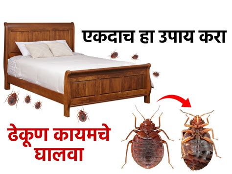 bed bug meaning in marathi